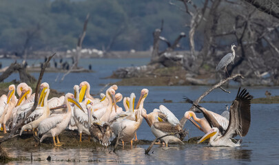 Obraz premium Great white pelican (Pelecanus onocrotalus) or rosy pelican bird at forest. Pelican migration in India during winter season.