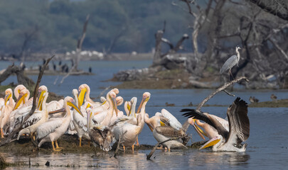 Fototapeta premium Great white pelican (Pelecanus onocrotalus) or rosy pelican bird at forest. Pelican migration in India during winter season.