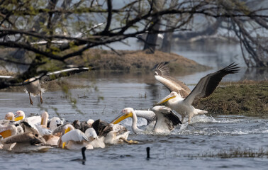 Great white pelican (Pelecanus onocrotalus) or rosy pelican bird at forest. Pelican migration in India during winter season.