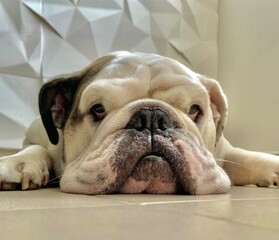 english bulldog puppy