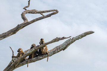 Baboon family in a dead tree in Serengeti National Park, Tanzania