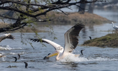 Fototapeta premium Great white pelican (Pelecanus onocrotalus) or rosy pelican bird at forest. Pelican migration in India during winter season.