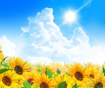 入道雲のある青空に輝く太陽の下美しいひまわりが咲くひまわり畑の初夏フレーム背景素材
