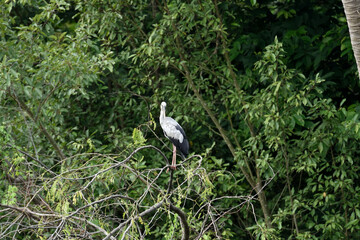 Asian openbill