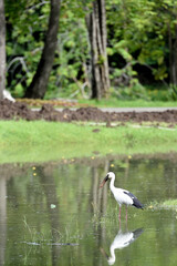 Asian Openbill
