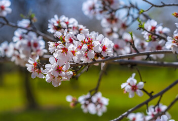Branches of a flowering almond tree on a blue and green background. Springtime in Cyprus.