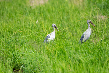 Obraz premium Asian Openbill