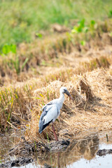 Asian Openbill