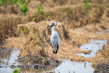 Asian Openbill