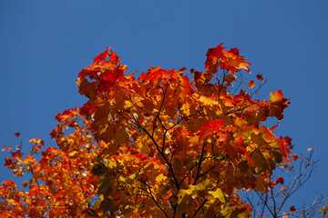 red autumn leaves