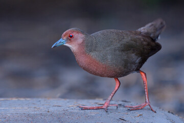 chubby brown to red bird with bright red eyes walking on dirt pole in very low light spot in dusk hour before sunset