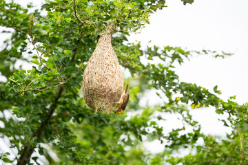 Baya Weaver Bird