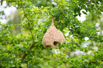 Baya Weaver Nest