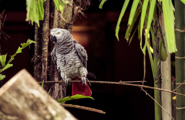 parrot in cage