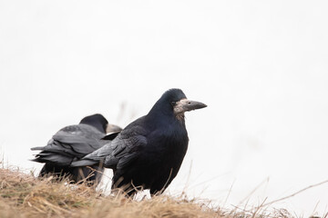 Rook ,Corvus frugilegus. Nice Rook foto on snow...