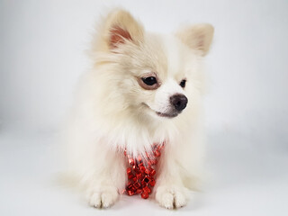 A Pomeranian Pomeranian dog in a red festive necklace. beads for a Christmas tree decorated doggie