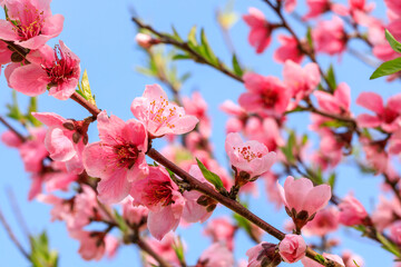 Fototapeta na wymiar Beautiful peach flowers blossom in spring season. Peach blossom and blue sky background.