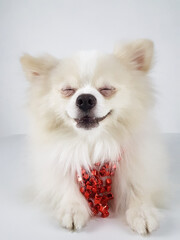 A Pomeranian Pomeranian dog in a red festive necklace. beads for a Christmas tree decorated doggie