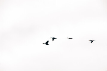 Flying cormorants, Black birds flying, Poland