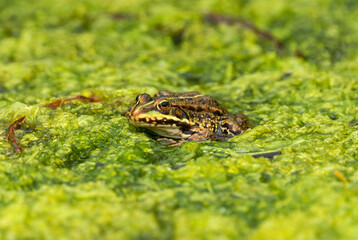 A green frog in a natural habitat, Poland