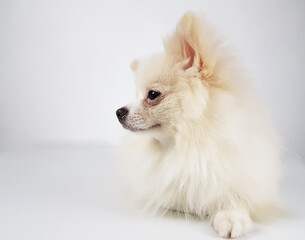 a white fluffy Pomeranian on a light background is isolated. selective focus