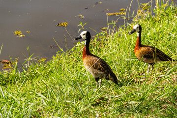 Dois patos nadando na lagoa em um parque público. Irerê (Dendrocygna viduata).