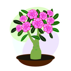 Indoor flower. Houseplant. Blooming adenium. Bonsai. Vector image