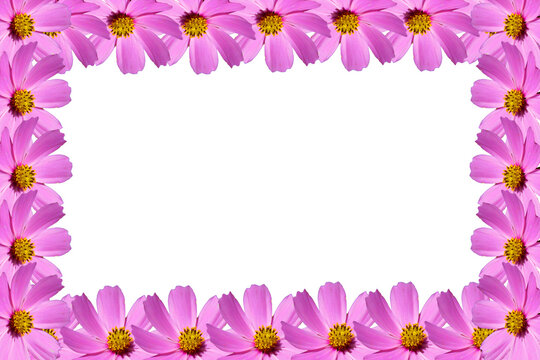 pink flower frame on white, pink flower frame for design.