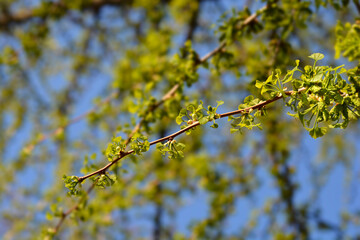 Ginkgo leaves