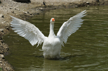 WHITE DOMESTIC GOOSE FLAPPING ITS WINGS IN WATER