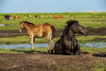 Obraz premium A herd of horses on the shores of the lake, Poland
