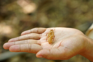 Peeling cicadas in human hands 