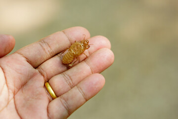 Peeling cicadas in human hands 