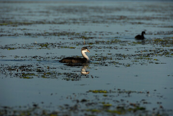 A young bird on the water, Poland
