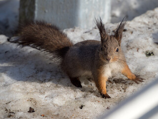 curious squirrel in the snow