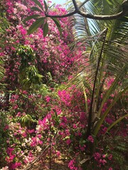 green leaves and colorful flowers in Caohagan, Philippine 