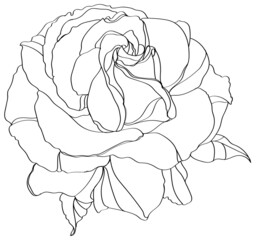 sketch of rose