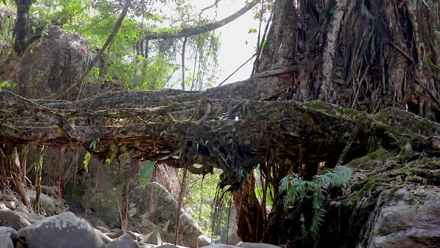 living route bridge built by nature at forests from flat angle video is taken at cherrapunji meghalaya india on Mar 10 2022.