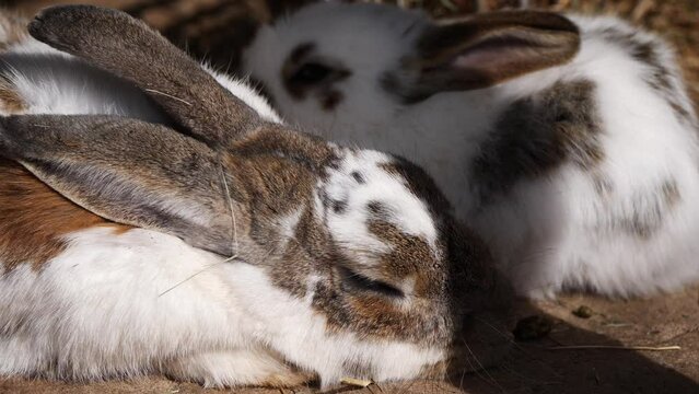 Close up shot of cute white and brown colored bunny rabbits sleeping during sunlight