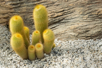 Close-up of Eriocactus (Parodia) cluster with cylindrical shapes and yellow sharp spines for an...