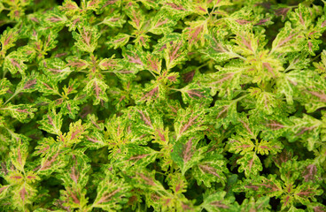 Natural background of Coleus plants (Painted Nettle) with green and pink leaves. A colorful leaf pattern with natural light in the garden.