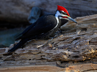 Adult male Pileated Woodpecker pecking into rotten wood in Spring against black background