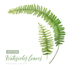 Digital watercolor painting Nephrolepis cordifolia (Fishbone fern) Leaves. - 494706932