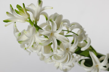 white hyacinths isolated on white background, macro