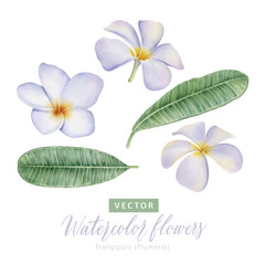Set of digital watercolor painting white Frangipani (Plumeria) flowers and green leaves.