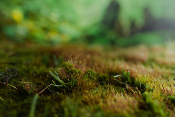 Macro moss with water drops. Texture