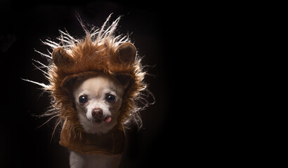 cute chihuahua in a lion mane costume isolated in a studio setting background