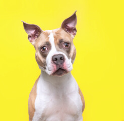 studio shot of a cute dog on an isolated background