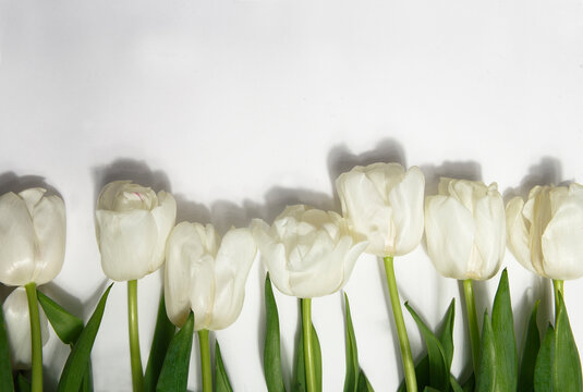 White tulips on white background, copy space