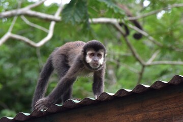 black tailed macaque